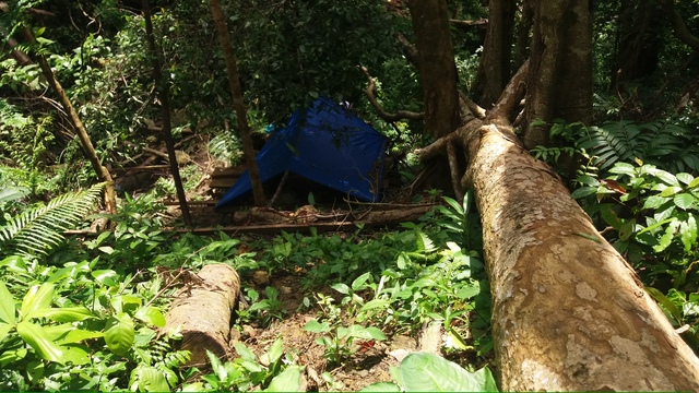 
Lán trại của nhóm “khai thác” rừng nằm ngay bên những cây gỗ bị đốn hạ

