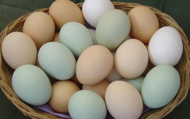 Trứng gà xanh kích thước không khác trứng gà ta, tuy nhiên vỏ dày hơn.