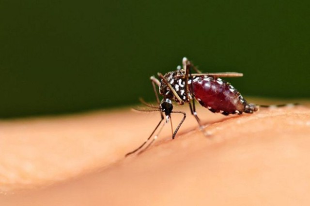 Muỗi Aedes đang lưu hành tại Việt Nam có thể gây ra bệnh do virus ZIKA. Ảnh: T.L