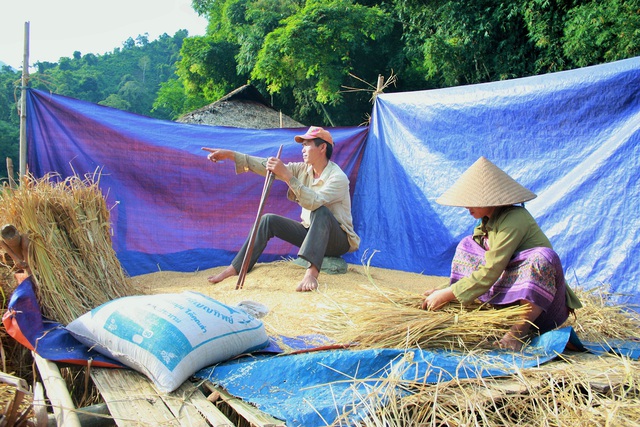 Người dân trong bản đang thu hoạch lúa. Ảnh: Đ.T