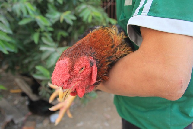 
Hiện tại, trong làng Lạc Thổ chỉ có gần 200 hộ nuôi loại gà này với tổng số gần 2.000 con. Mô hình chủ yếu nhỏ lẻ theo hộ gia đình. Mỗi hộ trung bình sở hữu 10 - 20 con, nhiều nhất khoảng 150 con.
