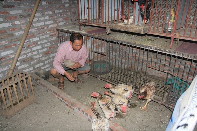 
Trao đổi với chúng tôi về cách nuôi, chăm sóc và bảo tồn gà Hồ, ông Nguyễn Đăng Chung, Phó chủ tịch hội Sinh vật cảnh thị trấn Hồ, Hội trưởng Hội chăn nuôi gà Hồ cho biết, gà Hồ tương truyền có lịch sử hơn 600 năm, từng được chọn làm sản vật tiến vua của vùng đất Bắc Ninh. Mặc dù được coi là thủ phủ của giống gà này song ở Bắc Ninh, số lượng người nuôi không nhiều.
