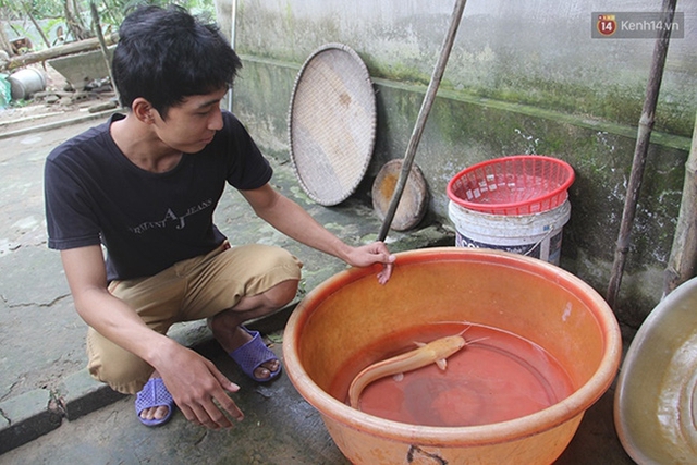 Anh Lợi và con cá trê lạ màu vàng.