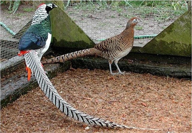 Chim trĩ bảy màu có đuổi rất dài và bộ lông sặc sỡ (Nguồn:hatthocvang)