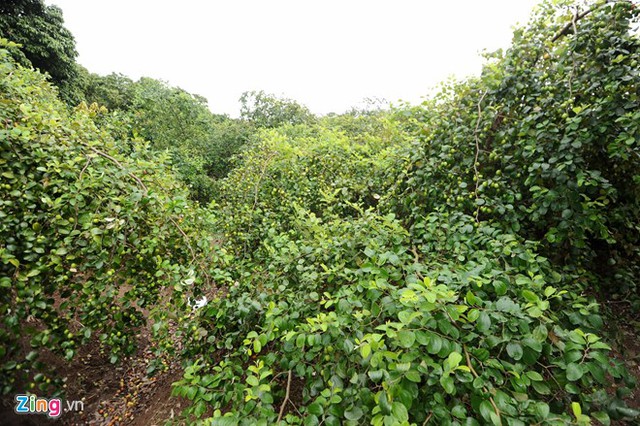 Khu vườn táo 10.000 đồng rộng 0,6 ha với nhiều gốc có tuổi đời 60 năm. Ảnh: Việt Hùng.