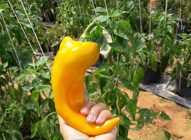 Những trái ớt chín có màu vàng, dài khoảng 30 cm được bán với giá 40.000 đồng/kg Ảnh: Di Linh.