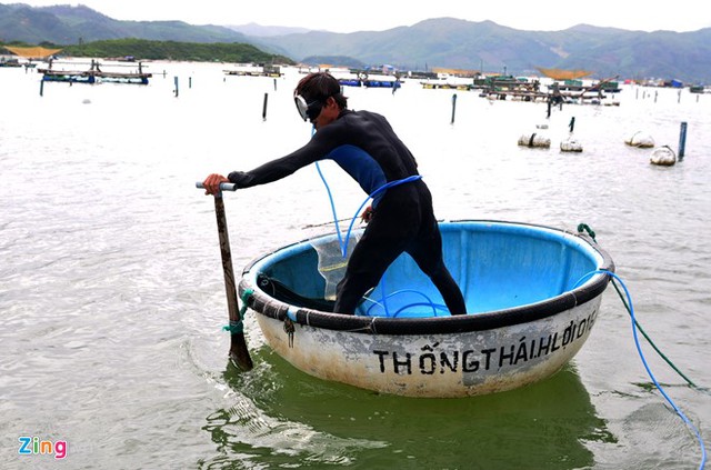 Thị xã Sông Cầu (Phú Yên) có hàng nghìn hộ nuôi trồng thủy sản, trong đó nuôi tôm hùm xuất khẩu với 16.000 lồng nhiều nhất cả nước.