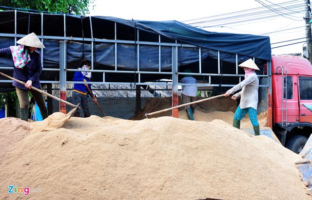 
Không chỉ trồng nấm chữa bệnh thiếu máu cơ tim và gan nhiễm mỡ cho mình, anh còn cùng nhiều nông dân khác thành lập Hợp tác xã nấm đầu tiên ở Quảng Ngãi.
