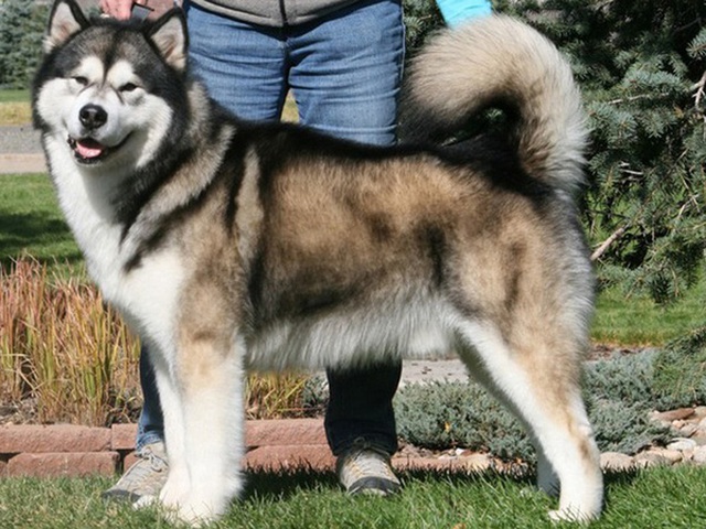 
Giống chó Alaska Malamute trưởng thành khi tấn công có thể gây tử vong nếu không được ngăn kịp thời (Ảnh: Internet)
