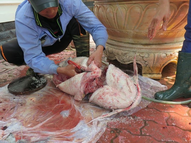 Để có bữa Tất niên cuối năm, đại gia chấp nhận chi hàng trăm triệu ăn cá cắt tiết