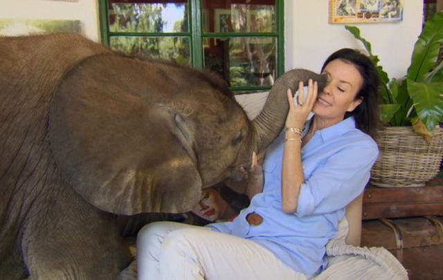 
Roxy Danckwerts - giám đốc sáng lập Trung tâm bảo tồn Wild is Life - quyết định nhận nuôi và chăm sóc chú voi nhỏ Moyo. Nó từng gần như chết đuối, khi cố vượt qua khúc sông cùng đàn của mình.
