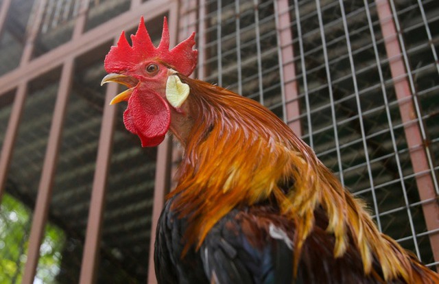 Theo anh Hồng, loài gà Onagadori xuất hiện là kết quả của sự lai tạo các giống gà ở Nhật cách đây một thế kỷ. Giống gà này con trống, con mái có phần đầu tựa như gà thường.