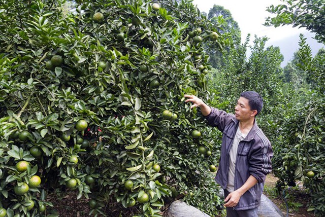 Người trồng cam ở Hàm Yên ý thức rất rõ giá trị thương hiệu của cây cam và chuyển đổi hướng canh tác theo tiêu chuẩn VietGAP.