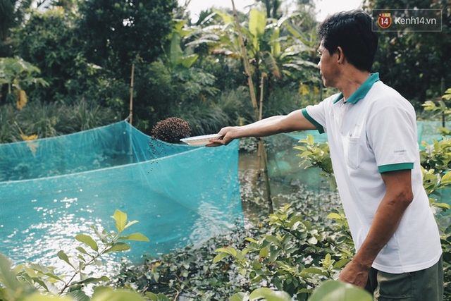 Thời gian tới, khi cá đủ trọng lượng, gia đình anh Tín sẽ xuất bán và tiếp tục huấn luyện những bầy cá khác để phục vụ khách tham quan.