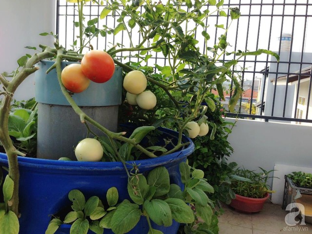 Cà chua trồng trên tháp rau. 