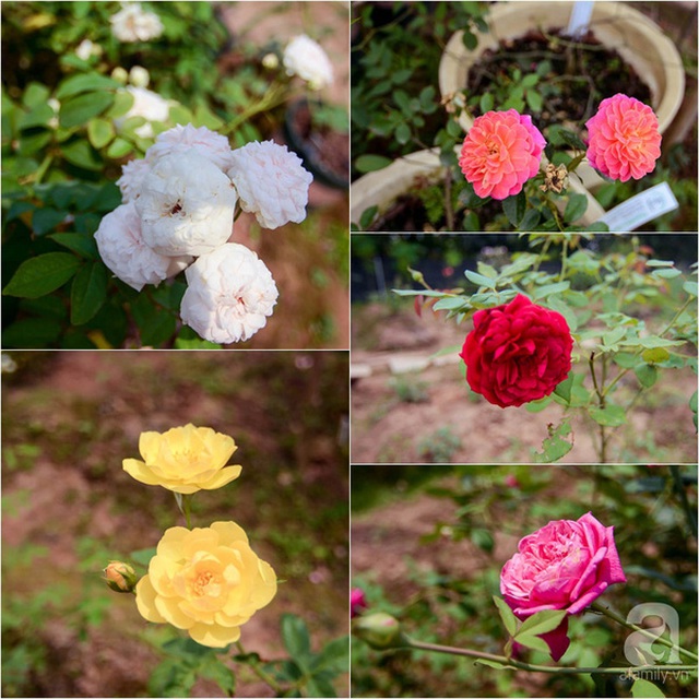 Những giống hoa hồng khác nhau mang trên mình vẻ đẹp riêng cùng nhiều sắc màu rực rỡ như hồng, vàng, đỏ, cam.