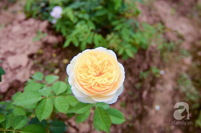 Trong vườn ngập tràn các loại hồng nhập ngoại như: Aunt Margy, Golden Celebration, The Lark Ascending, Lavender Crystal, Heritage,… 