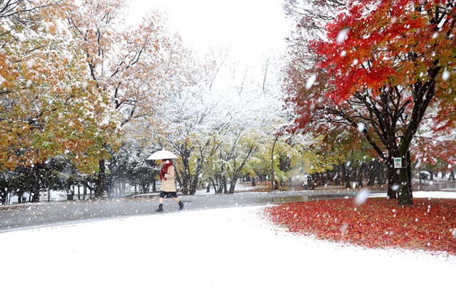 
Màu tuyết trắng xóa đối lập với màu đỏ rực của cây lá trong công viên Hikarigaoka ở quận Nerima, Tokyo. Ngoài thủ đô, Yokohama, thủ phủ tỉnh Kanagawa và Kofu, thủ phủ tỉnh Yamanashi cũng lần đầu có tuyết rơi vào tháng 11 sau hơn nửa thế kỷ. Ảnh: Asahi Shimbun
