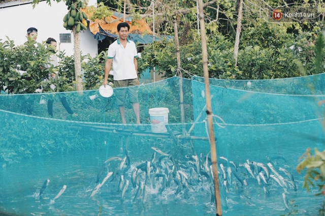 Đàn cá nhảy lên cao mỗi khi anh Tín cho ăn.