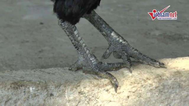 Cận cảnh đôi chân đen xì của gà mặt quỷ