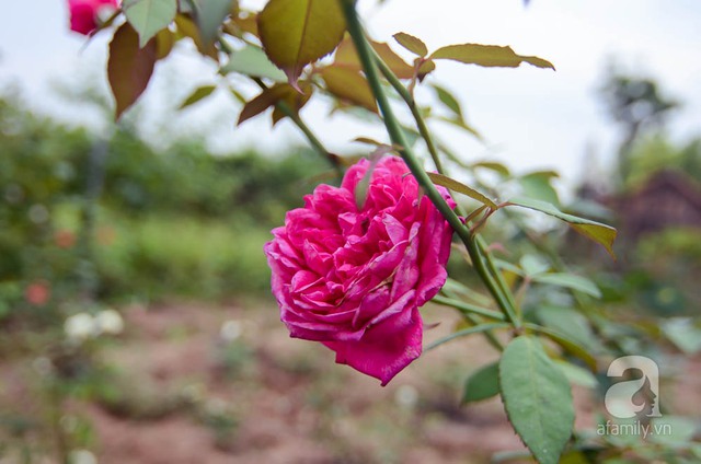 Những bông hoa hồng được chăm sóc kỹ lưỡng luôn bung nở ngọt ngào dưới ánh nắng mai.