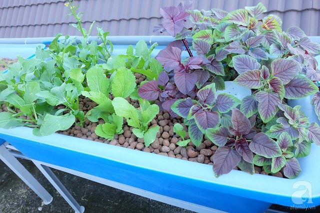 Thiết kế theo hệ Aquaponic.