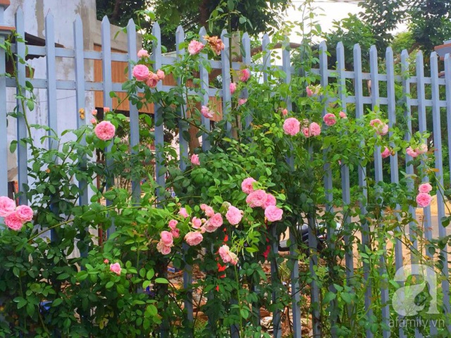 Hoa hồng xuất hiện từ ngoài hàng rào ngôi nhà...