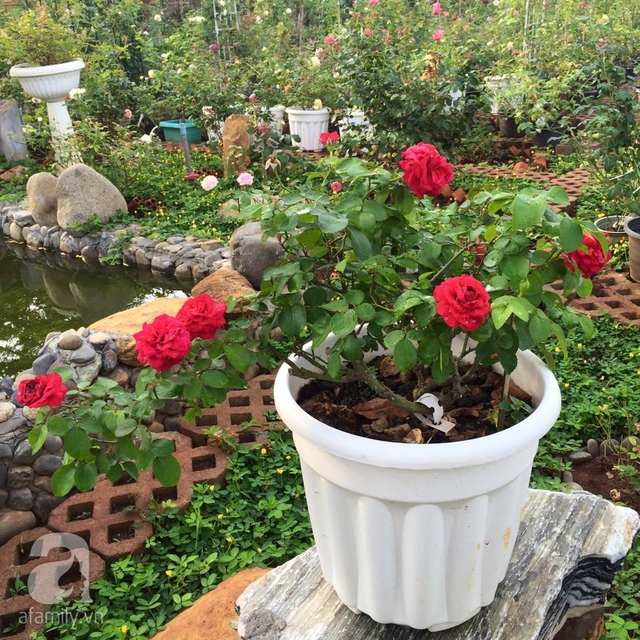Hàng ngàn bông hoa hồng đua nhau khoe sắc trong khu vườn.