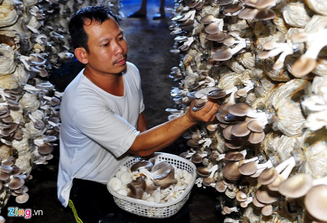 
Anh Phong nhẩm tính trung bình mỗi tháng Hợp tác xã bán ra thị trường 60 tấn nấm bào ngư, 3 tấn nấm linh chi ra thị trường các tỉnh miền Trung đạt doanh thu hơn 3,3 tỷ đồng.
