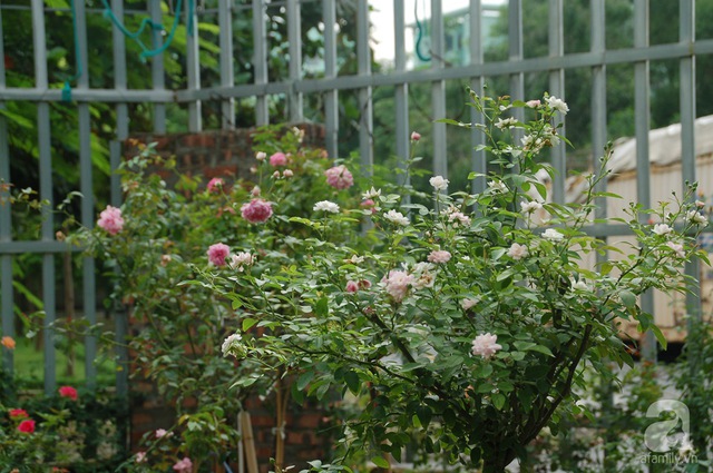   Mỗi gốc hồng đều được chị Hạnh chăm chút tỉ mẩn mỗi ngày.