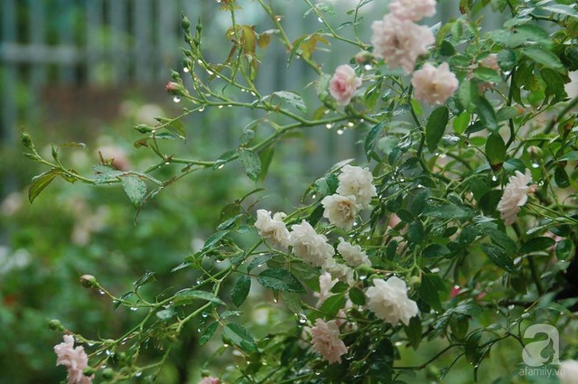 Không khó để nhận ra vẻ đẹp tràn ngập sức sống của những gốc hồng lâu năm trong vườn nhà chị.