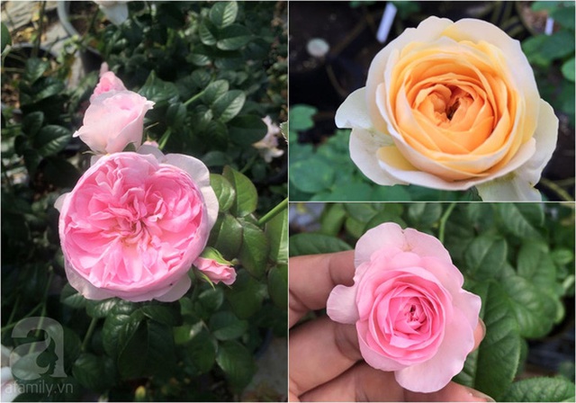 Một vài giống hồng Anh trong khu vườn hoa hồng của chị Hiền.