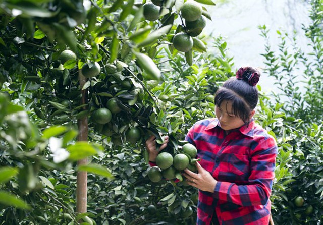 Vườn cam 6 năm tuổi của gia định chị Trần Thị Tuyết ở thôn Lăng Đán, xã Phù Lưu (Hàm Yên) dự kiến cho thu hoạch 80 tấn. Với mức giá hiện nay, chị Tuyết có thu nhập 700 triệu đồng từ cam.