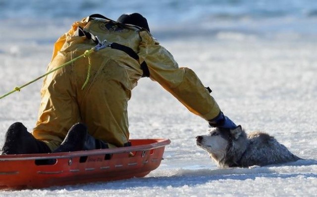 
Sean Coyle - lính cứu hỏa ở Boston - đã dũng cảm cứu một chú chó Sylvie bị ngã xuống hố băng khi đang cố gắng kéo xe trượt. Người chủ đã đoàn tụ với nó và rất biết ơn Sean.
