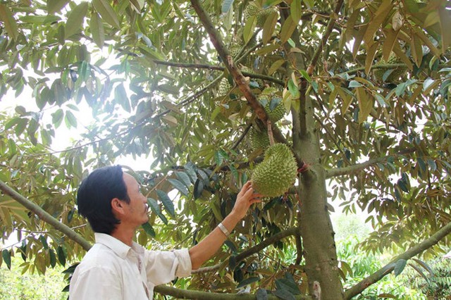 
Nhà vườn sốt ruột chờ sầu riêng chín để bán vì giá đang tăng mức kỷ lục. Ảnh: Phương Bình
