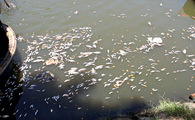 
Nước trên kênh Phú Lộc đục ngầu, mùi hôi tanh rất khó chịu.
