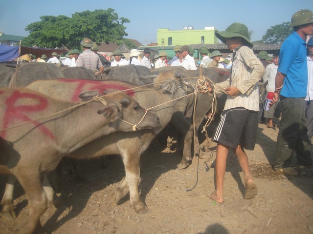 Những đứa trẻ dắt trâu thuê ở chợ Ú. Ảnh: Thạch Quỳnh