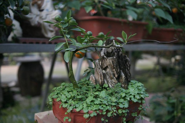 
Ngoài những cây quất bonsai hình gà, trong vườn nhà ông Mạnh còn rất nhiều cây quất có hình dáng khác nhau.
