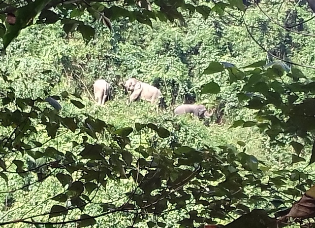 
Đàn voi rừng xuất hiện ở bìa rừng thuộc thôn Cấm La, xã Quế Lâm, huyện Nông Sơn, Quảng Nam. Ảnh người dân cung cấp
