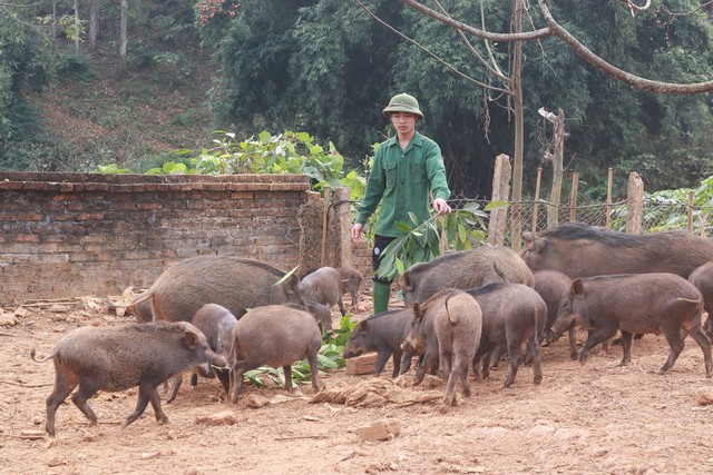 
Trang trại nuôi lợn rừng của gia đình anh Dần theo hình thức bán hoang dã, cho ăn thức ăn tự nhiên.     Ảnh: PV
