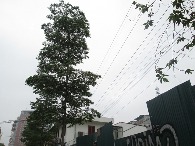 
Một số cây phát triển rất cao, tán rộng.

 
