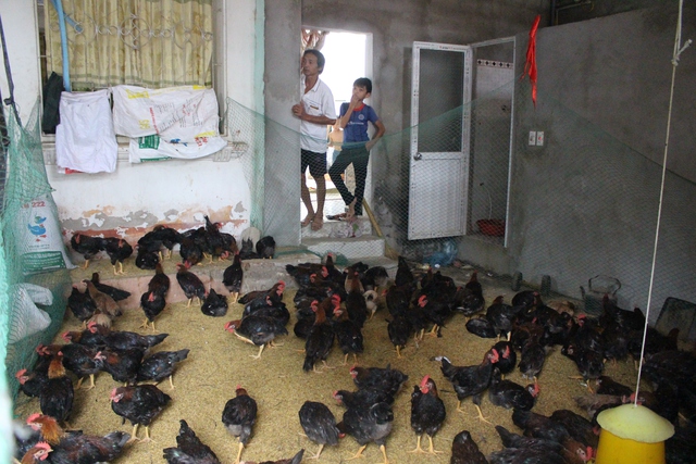 200 con gà được quây ngay trong sân nhà