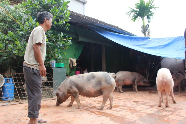 Đàn lợn của gia đình ông Hải được nuôi trong sân nhà