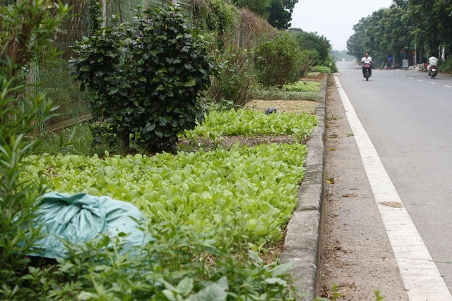 Các luống rau mới mọc lên ngày càng nhiều.