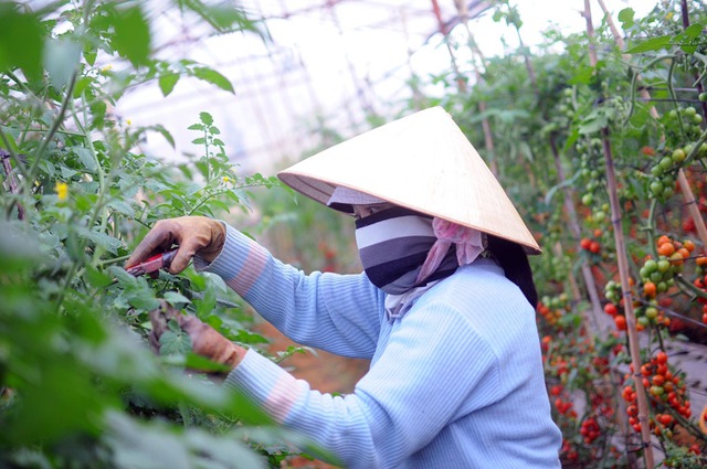 
Với chương trình của VinEco, những mô hình sản xuất nông sản sạch đã nối tiếp nhau ra đời tại Lâm Đồng đem lại hiệu quả kinh tế cao cho người dân.
