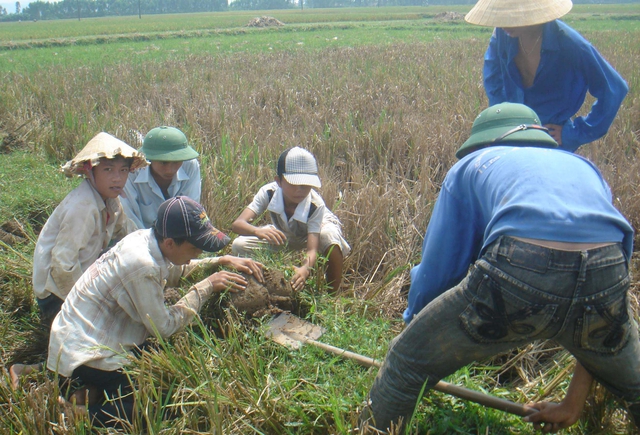 
Người dân đổ xô đi săn chuột đồng.
