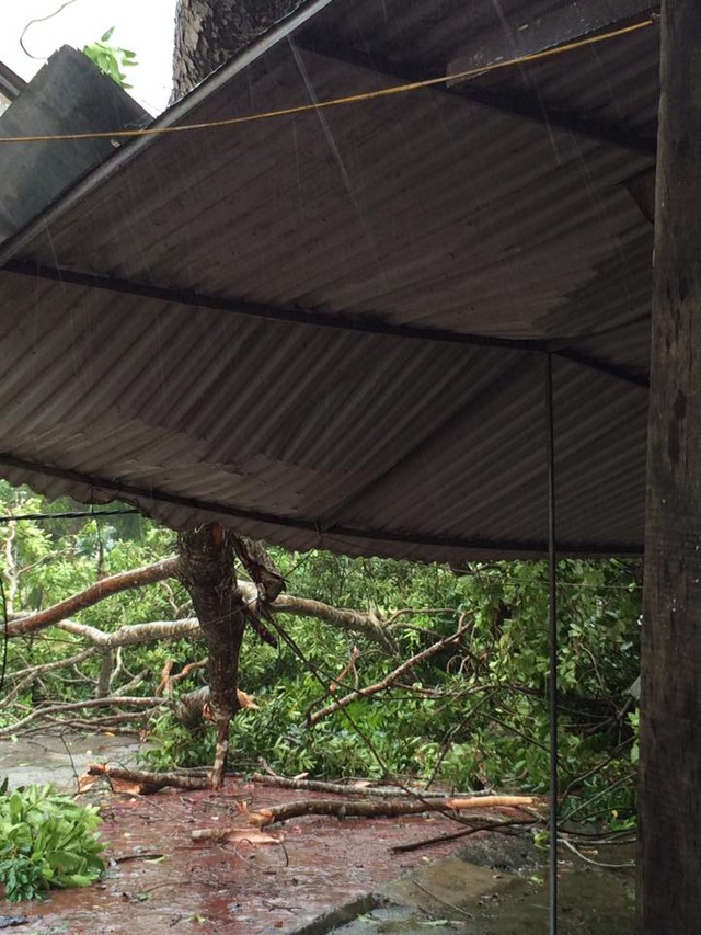 Hiên sập do cây đổ tại huyện Hương Sơn, tỉnh Hà Tĩnh. Ảnh Lê Trung