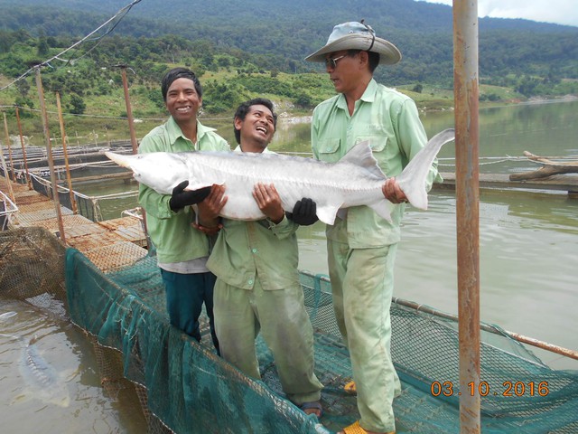 Cá khủng tầm Beluga tại hồ thủy điện Buôn Tua Sa – Đắk Lắk