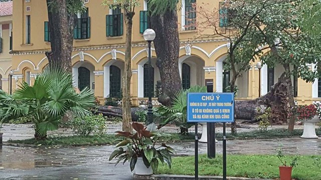 
Mưa to, gió xoáy vào sáng nay khiến cây xà cừ cổ thụ tại Trường THPT Chu Văn An bị bất gốc.
