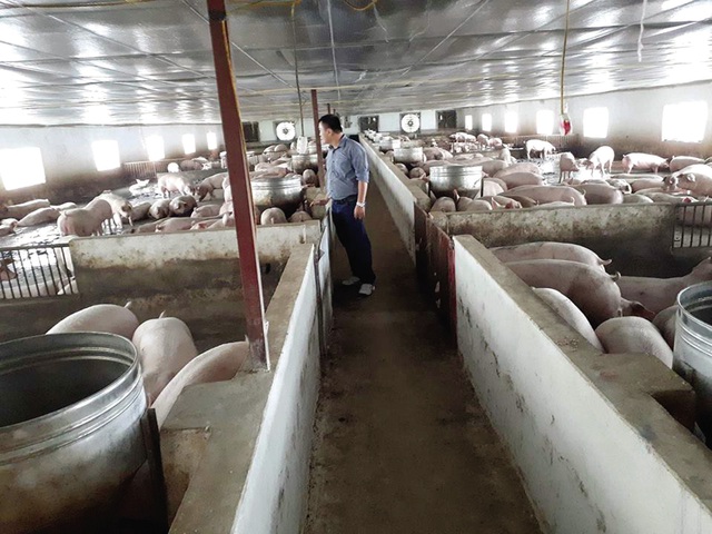 
Nhiều chủ trại phủ nhận giá lợn hơi tăng 10.000 đồng/kg. ảnh: T.G
